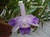 Lc. Cariad's Mini-Quinee 'Angel Kiss' 